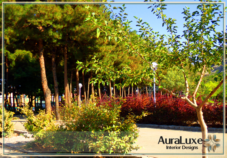 أهمية الأشجار في حماية المساحات الخارجية