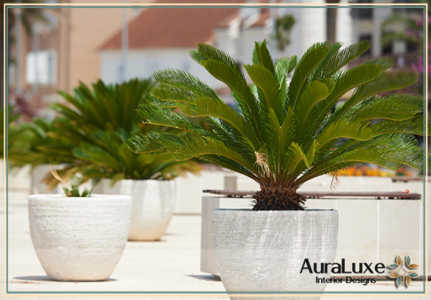 النباتات الطبيعية في تصميم المساحات الخارجية في جدة