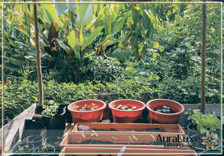 أفضل نباتات للحدائق الحارة في جدة للجمال والاستدامة